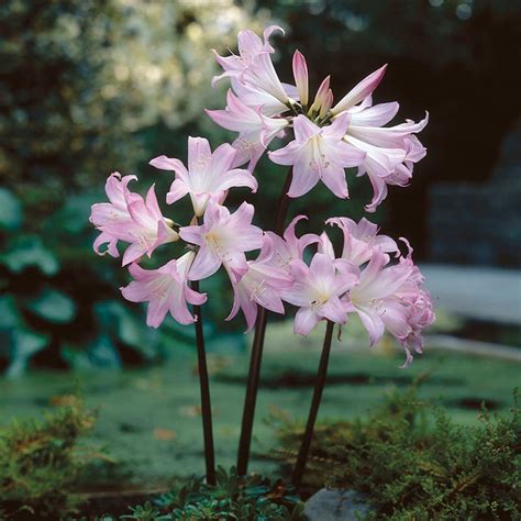 naked ladies plant|How to Grow Naked Lady Lilies or Amaryllis Belladonna